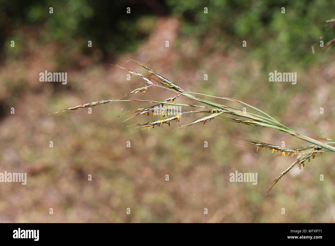 Flowers and stems of grass Cymbopogon hirtus / Hyparrhenia hirta Stock Photo
