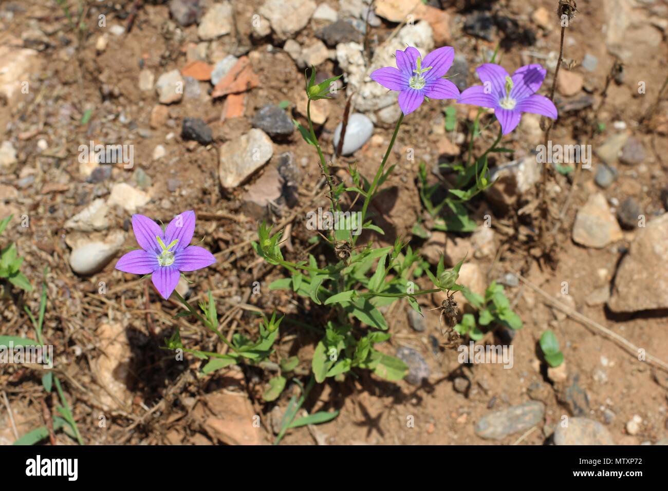 violet flowers of Campanula ramosissima in Greece Stock Photo