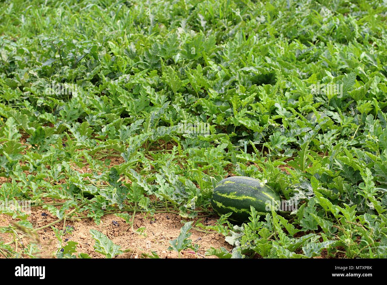 Field with watermelon (Citrullus lanatus) in the Greece Stock Photo