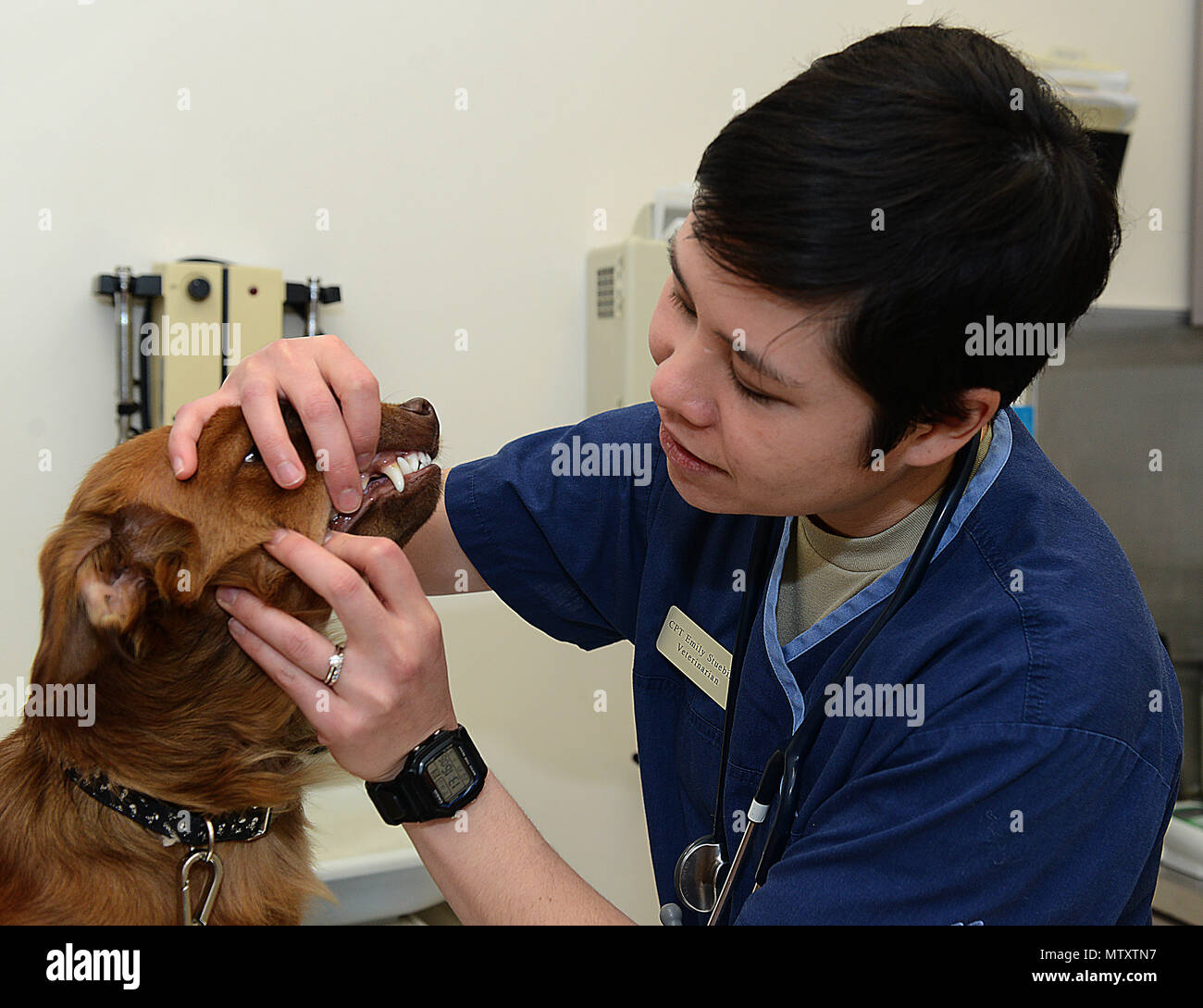 U.S. Army Capt. Emily Stuebing, Fort Eustis Veterinary Clinic
