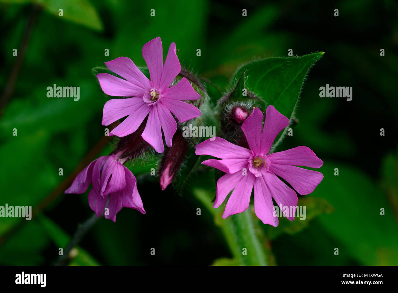 Red Campion (Silene dioica), flowers Stock Photo