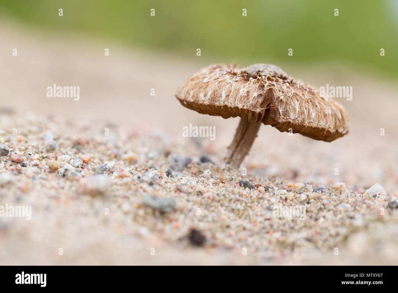Fiber head mushroom Stock Photo Alamy