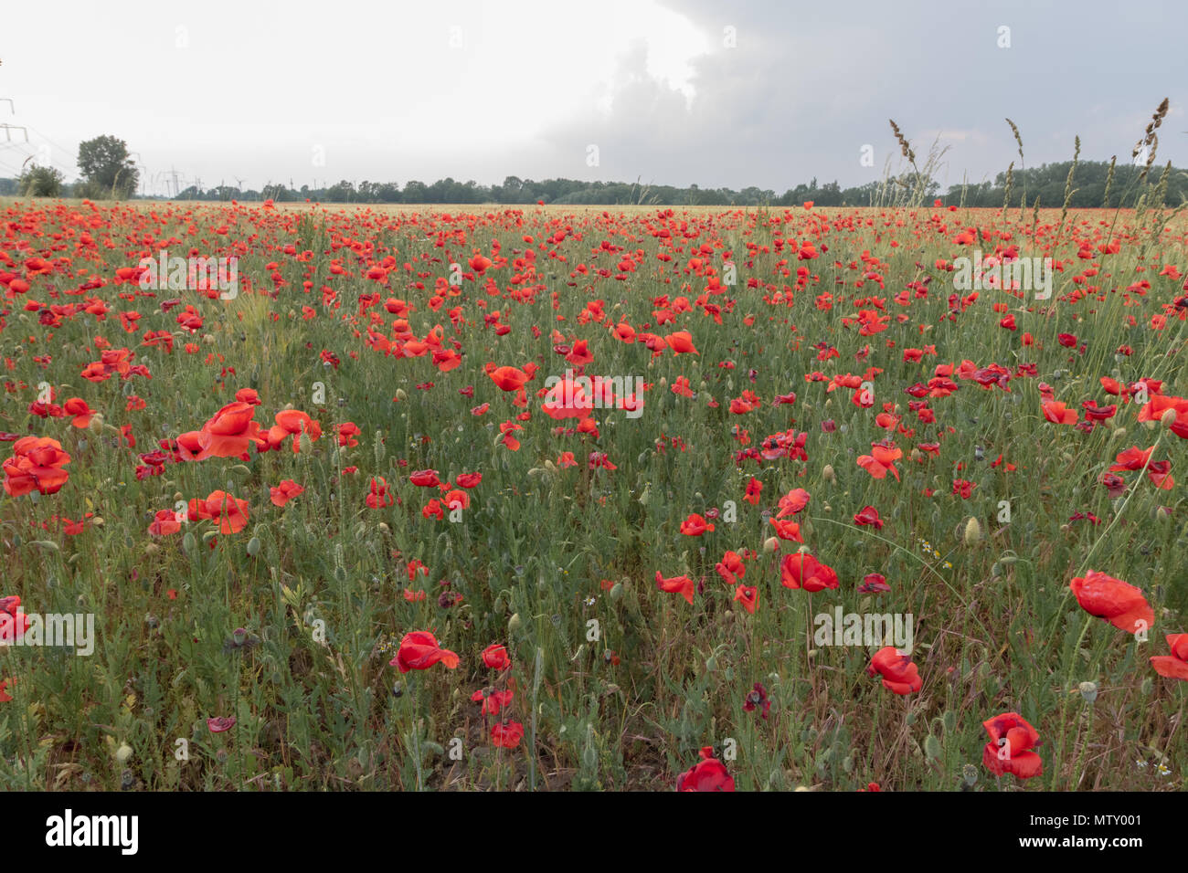 Colourful red poppies in blossom, poppy field in Saxony, Germany