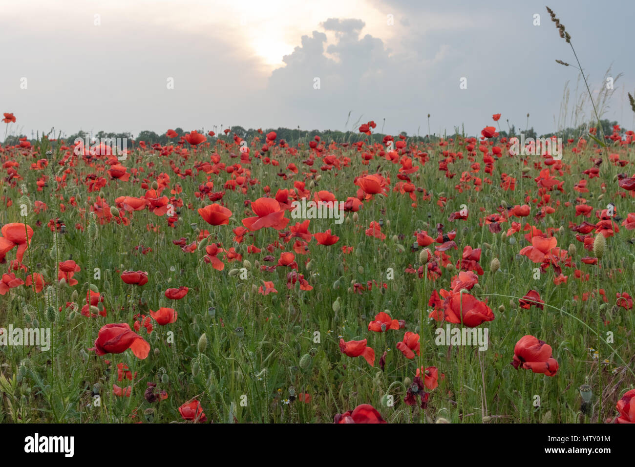Colourful red poppies in blossom, poppy field in Saxony, Germany