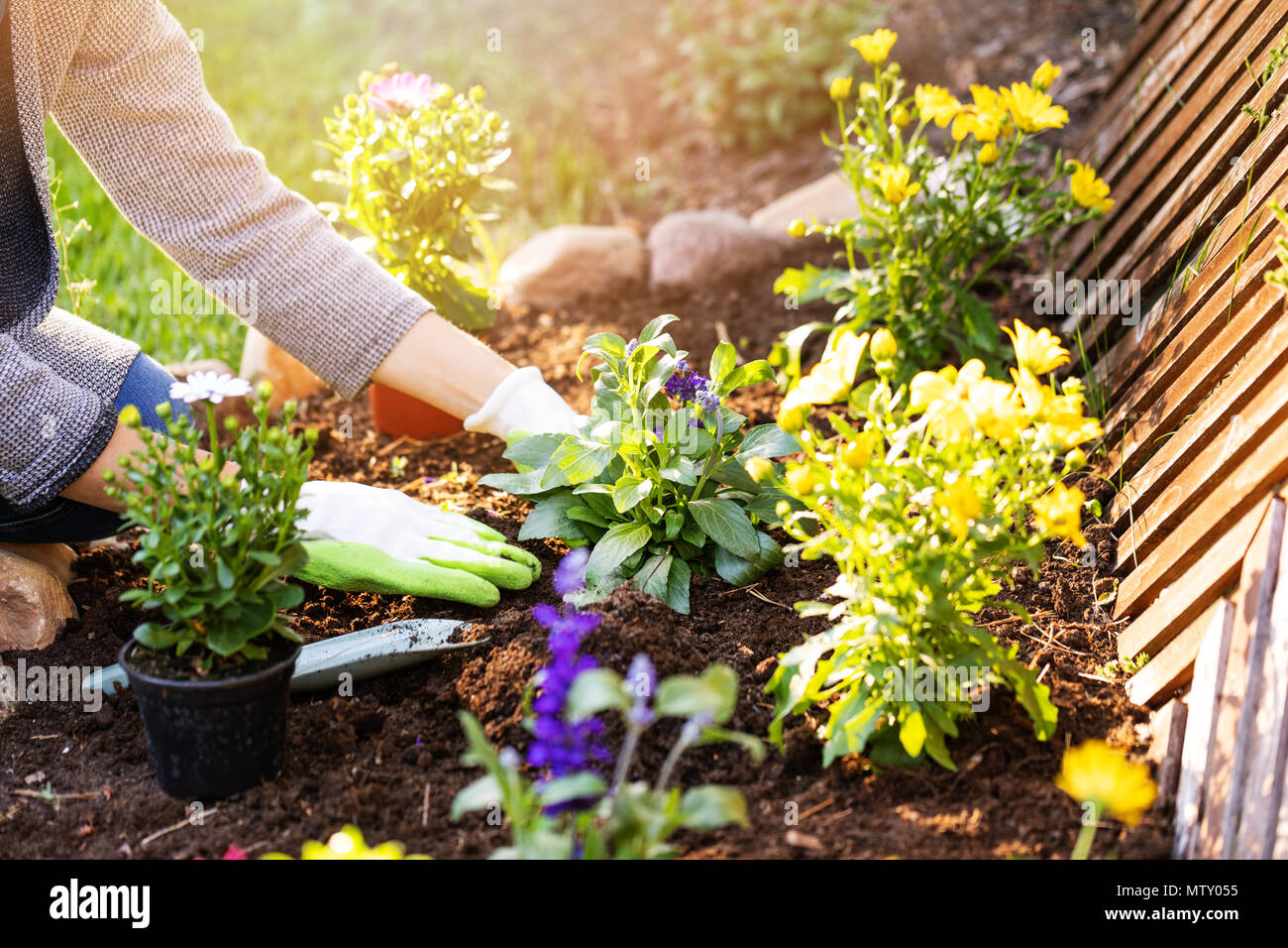 woman planting flowers in backyard garden flowerbed Stock Photo