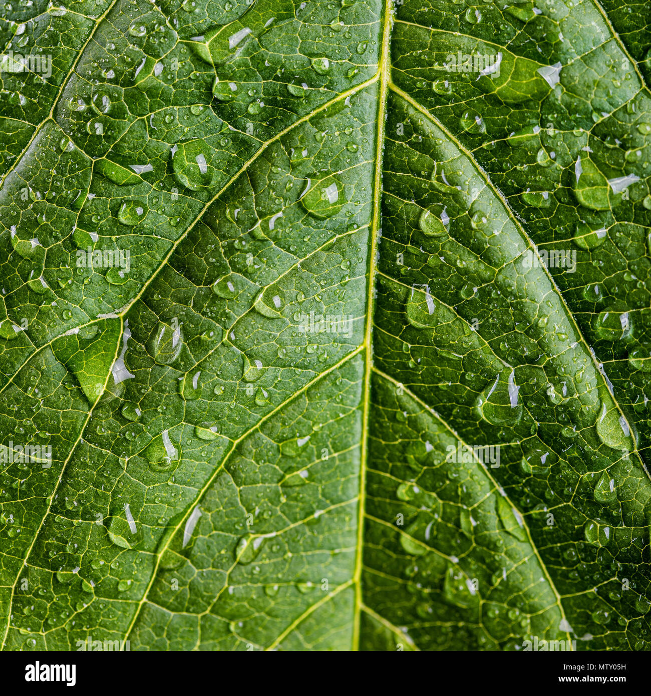 freshness concept - water drops on green leaf Stock Photo