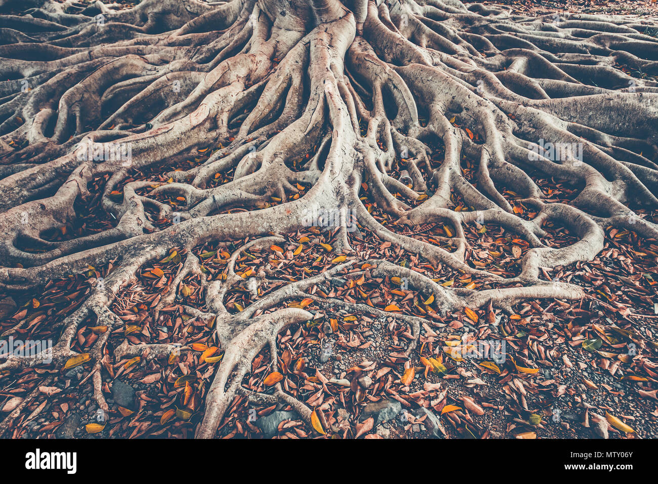 The spreading root system of the old tree on the ground. The variety of shapes in wild nature. Perfect background for the various kinds of collages, illustrations and digital media. Stock Photo