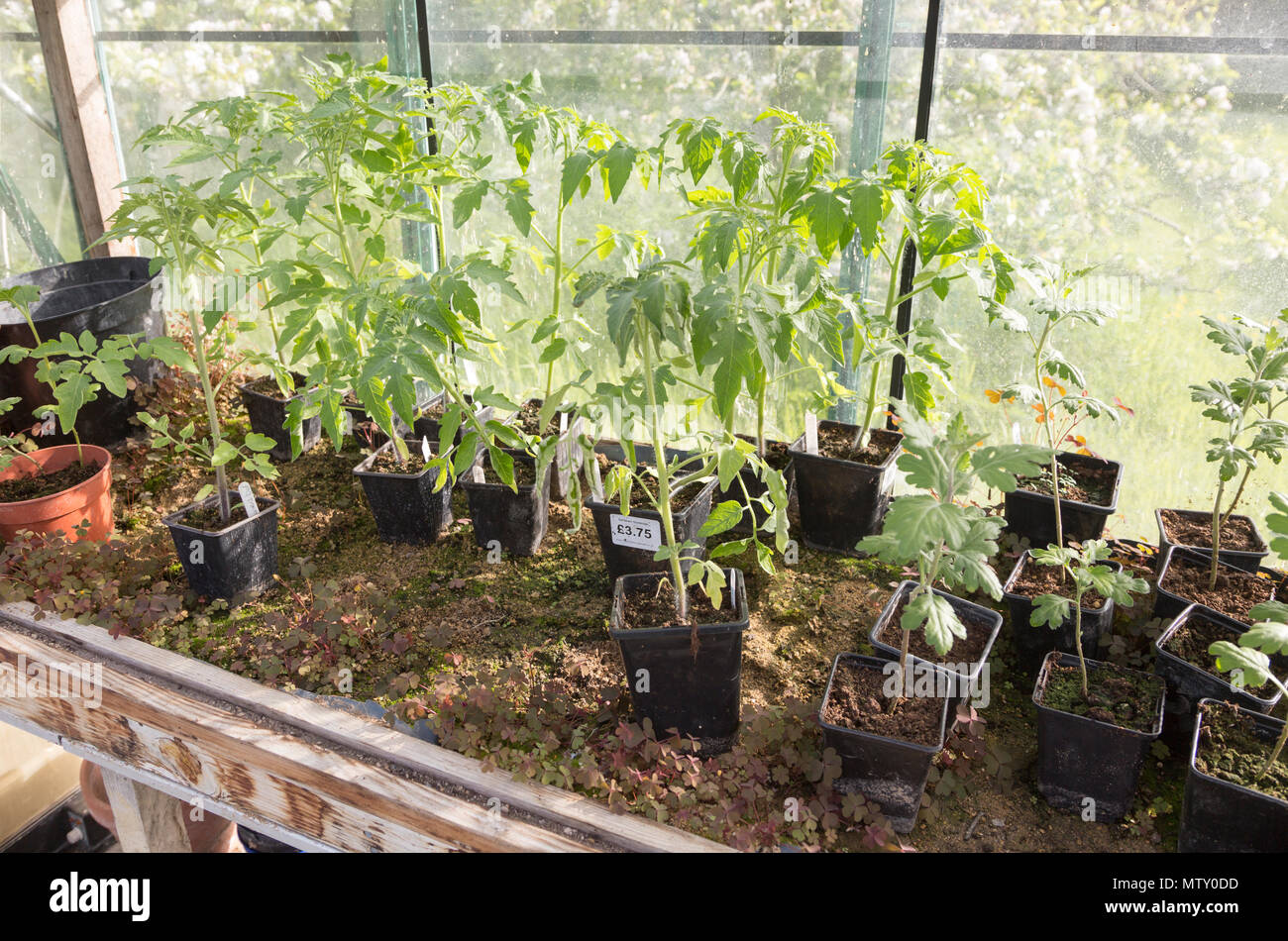 Tomato plants growing in pots in greenhouse, UK Stock Photo Alamy