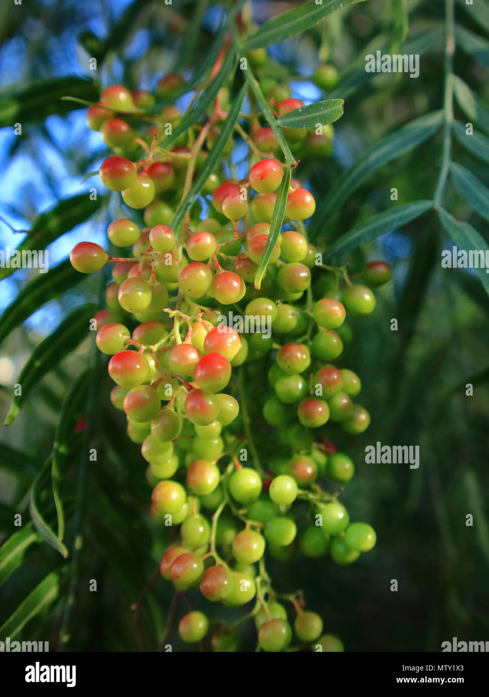 Pink peppercorn botany hi-res stock photography and images - Alamy