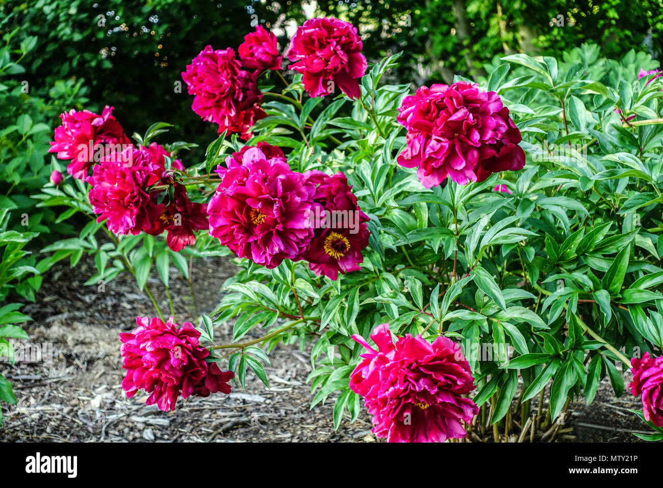 Red peonies Paeonia lactiflora ' Cherry Hill ' flowering in a garden, Red peony Stock Photo