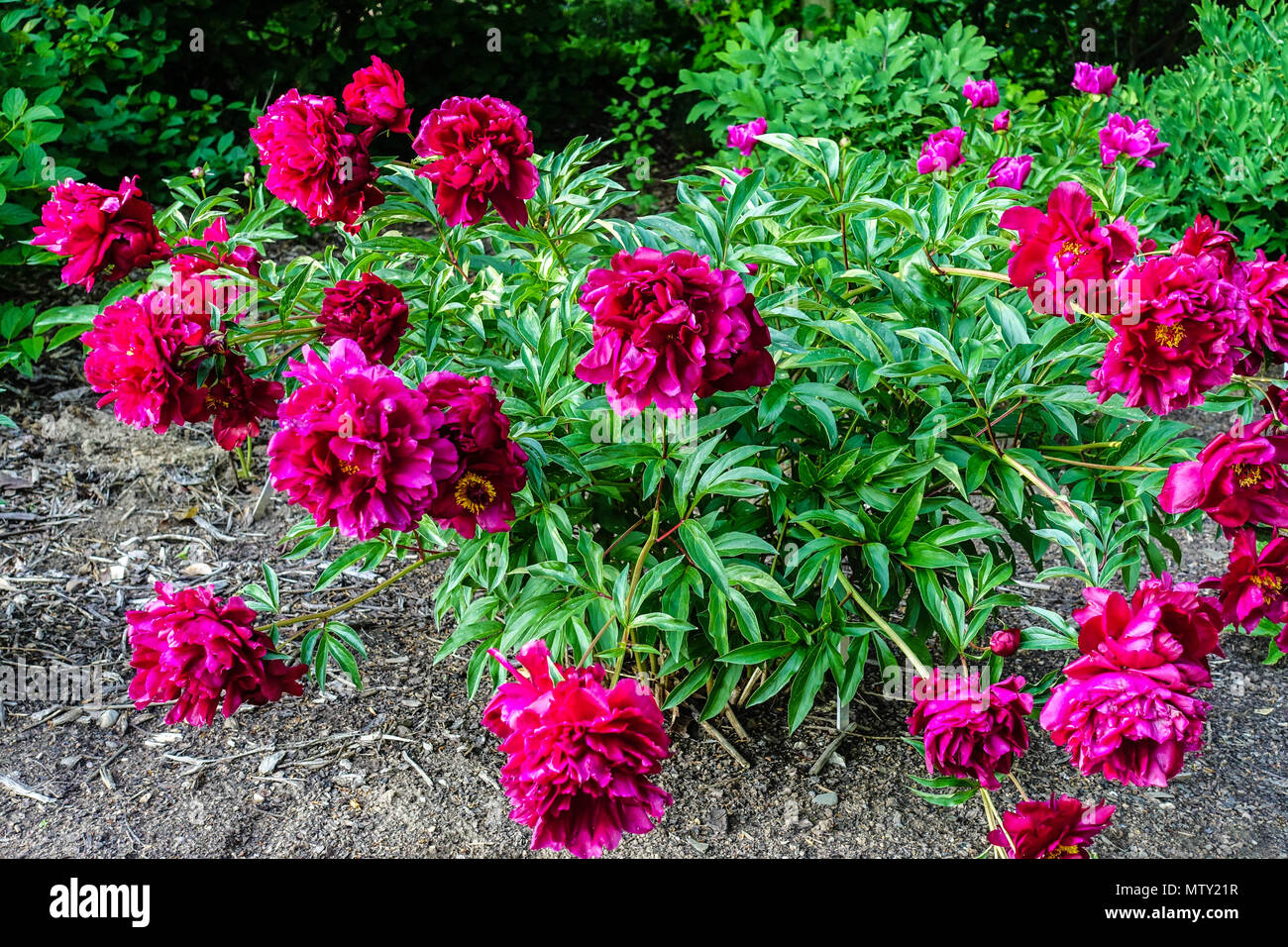 Red Peonies Paeonia Lactiflora Cherry Hill Flowering In A Garden Red Peony Stock Photo Alamy