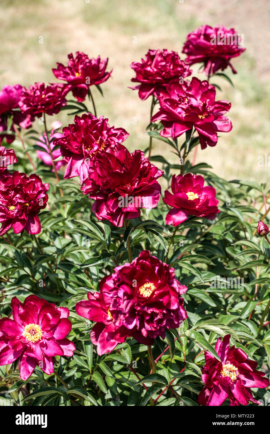 Red Peonies Paeonia Lactiflora Cherry Hill Flowering In A Garden Red Peony Stock Photo Alamy