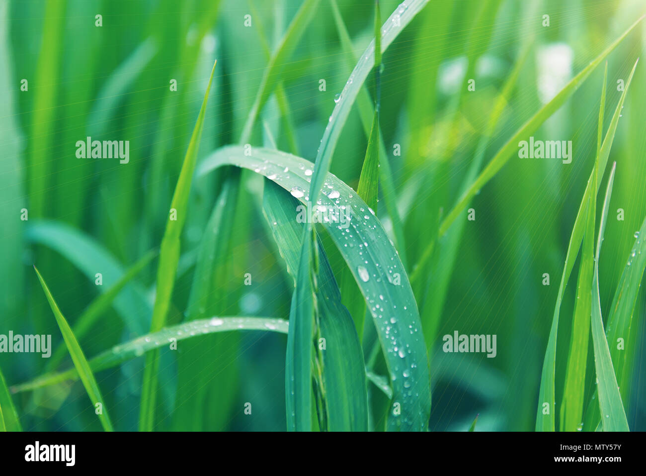 green grass sedge, with drops of dew, background for substrate, in the Park, in the garden Stock