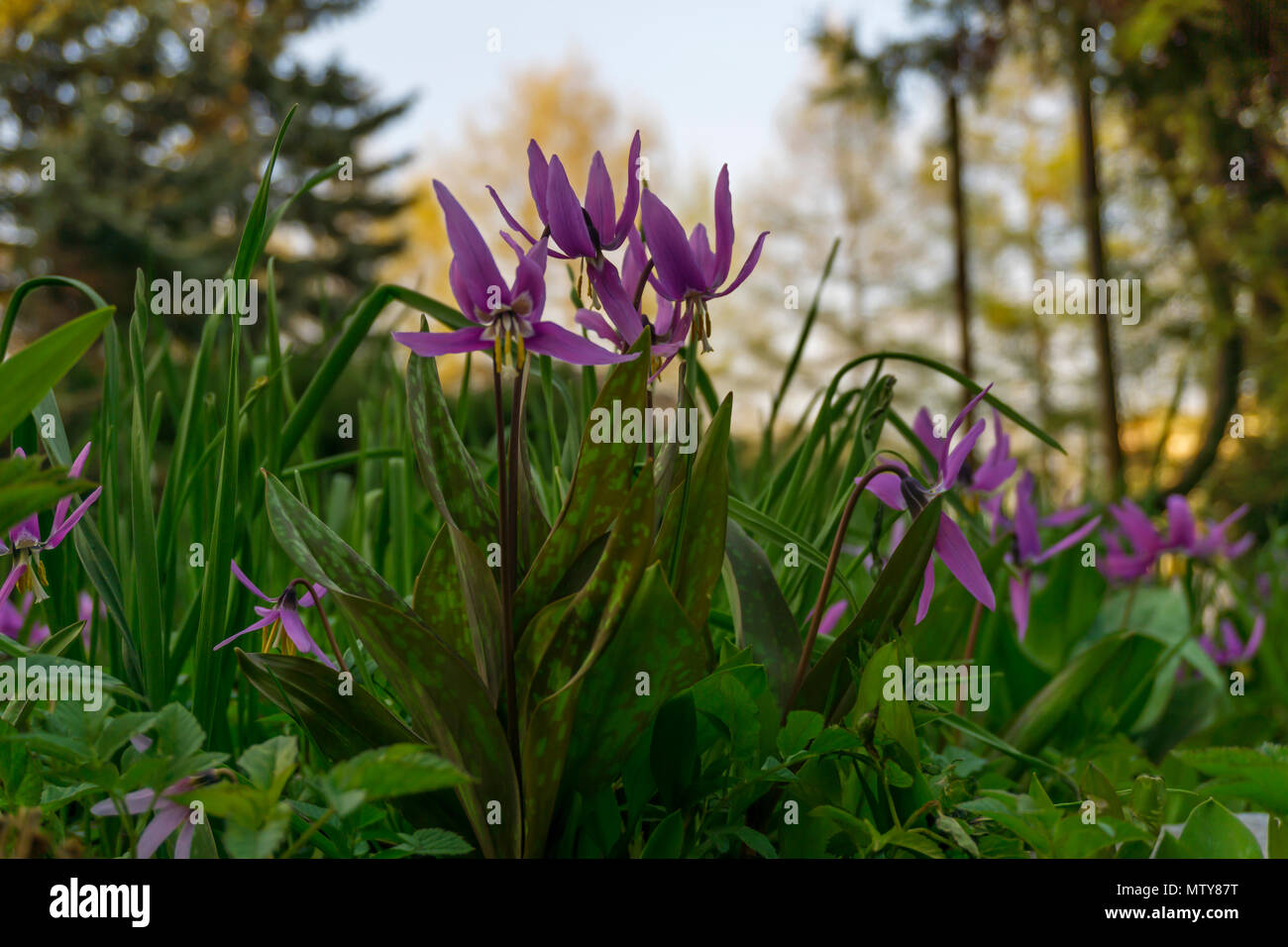 gently purple flowers of Siberian Trout Lily (Erythronium sibiricum) in soft evening light Stock Photo
