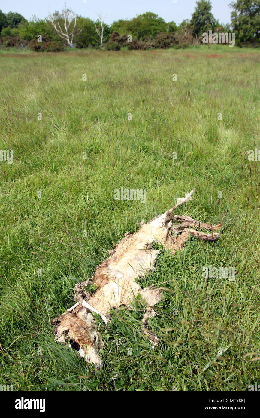 decomposing fox Dingle Suffolk Stock Photo