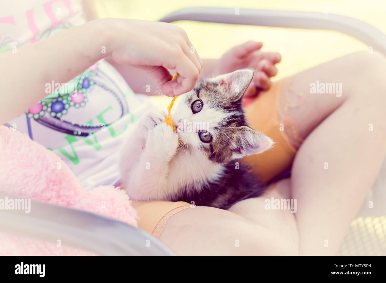 adorable black and white little cat lying on human legs Stock Photo - Alamy