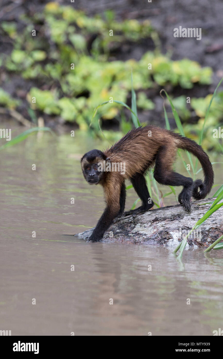 Brown Capuchin Monkey (Cebus apella), Peru Stock Photo