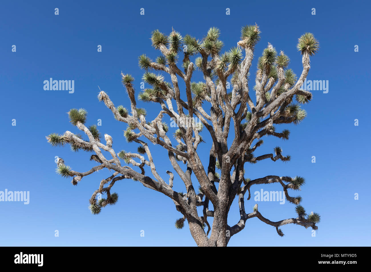 Joshua Tree, Yucca brevifolia in Joshua Tree National Park, California, USA. Stock Photo