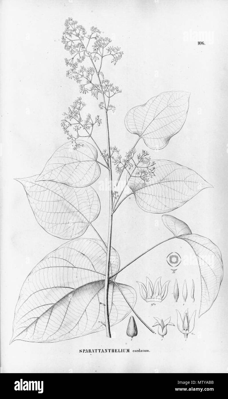 . Illustration of Sparattanthelium cordatum . between 1866 and 1868. Carl Friedrich Philipp von Martius (1794-1868) 568 Sparattanthelium cordatum Stock Photo