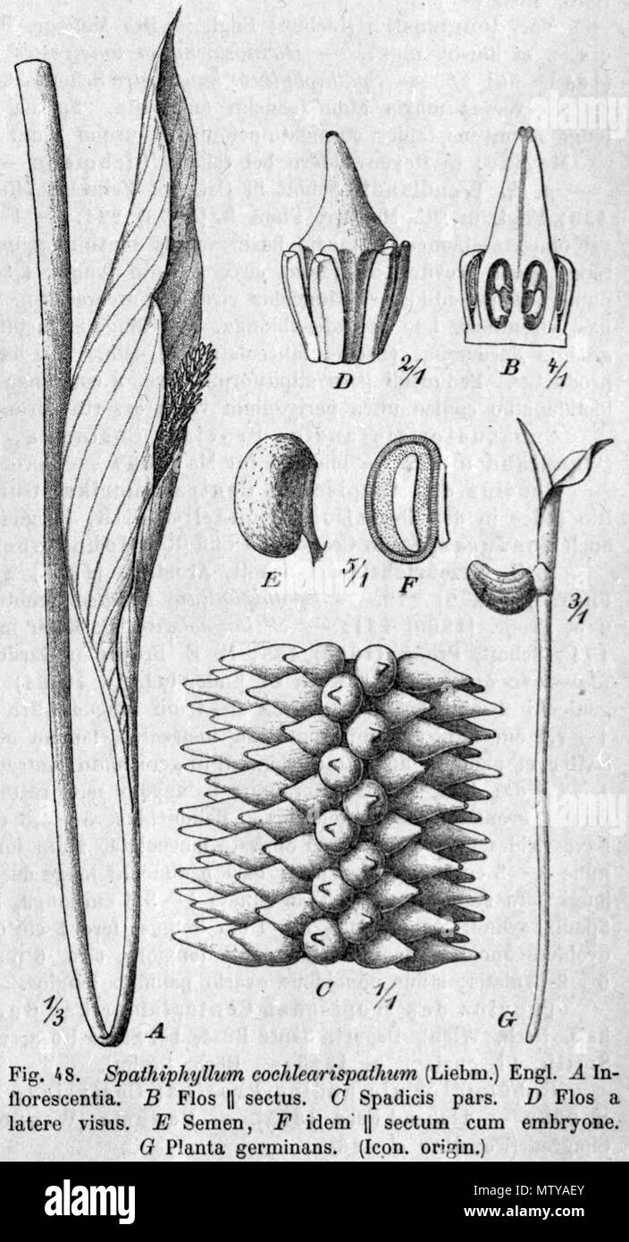 . English: Spathiphyllum cochlearispathum . 1908. Adolf Engler (d. 1930) 568 Spathiphyllum cochlearispathum Stock Photo
