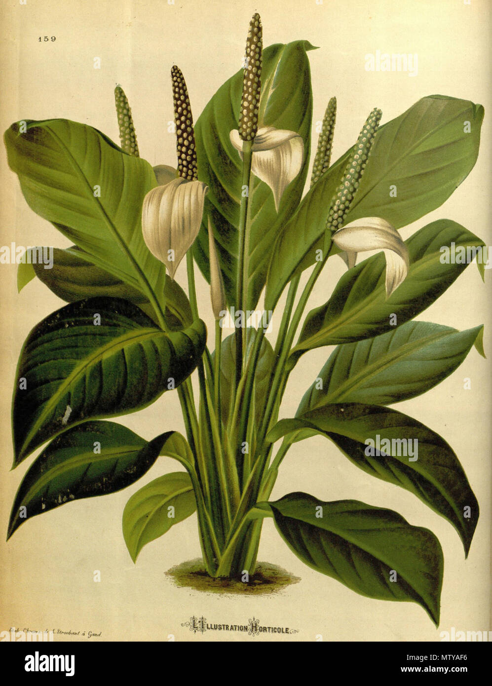 . English: Spathiphyllum floribundum . between 1874 and 1875. Chromo-lithograph by Louis-Constantin Stroobant (d. 1872) 568 Spathiphyllum floribundum LIH Stock Photo