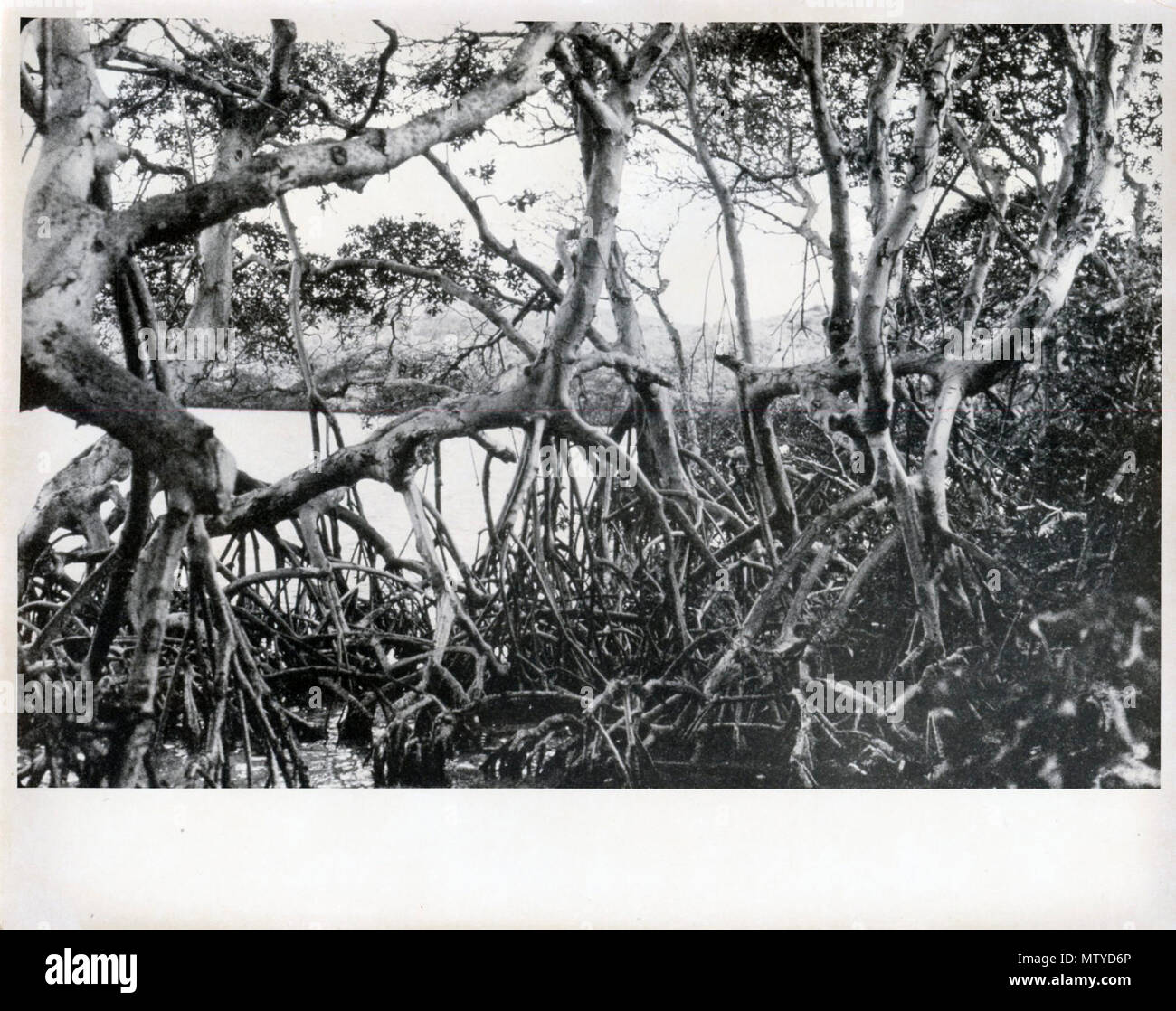 MISCELLANEOUS PHOTOS - Inside the woods Stock Photo - Alamy