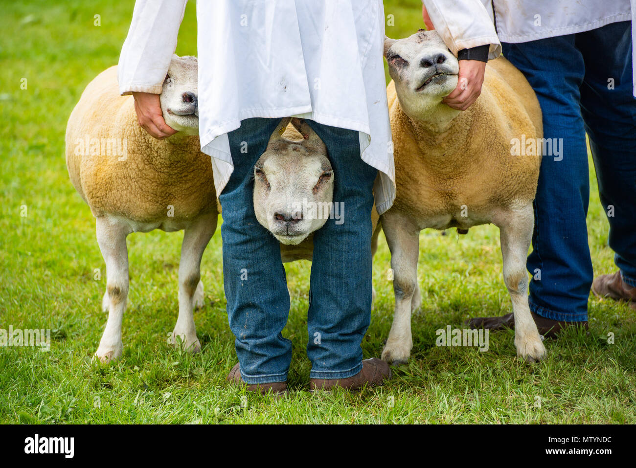 Staffordshire County Showground, UK. 31st May 2018. A handler has his hands and legs full during the sheep judging at Staffordshire County Show. Credit: John Eveson/Alamy Live News Stock Photo