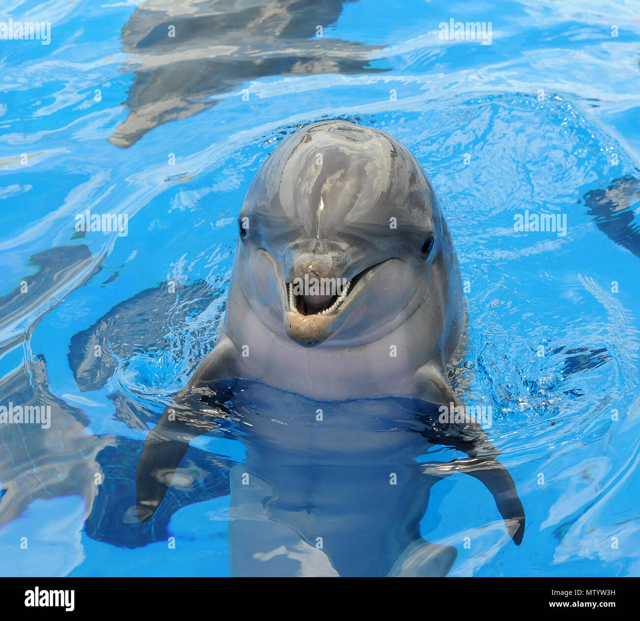 Marineland, USA. May 31, 2018 Marineland, Florida, United States A