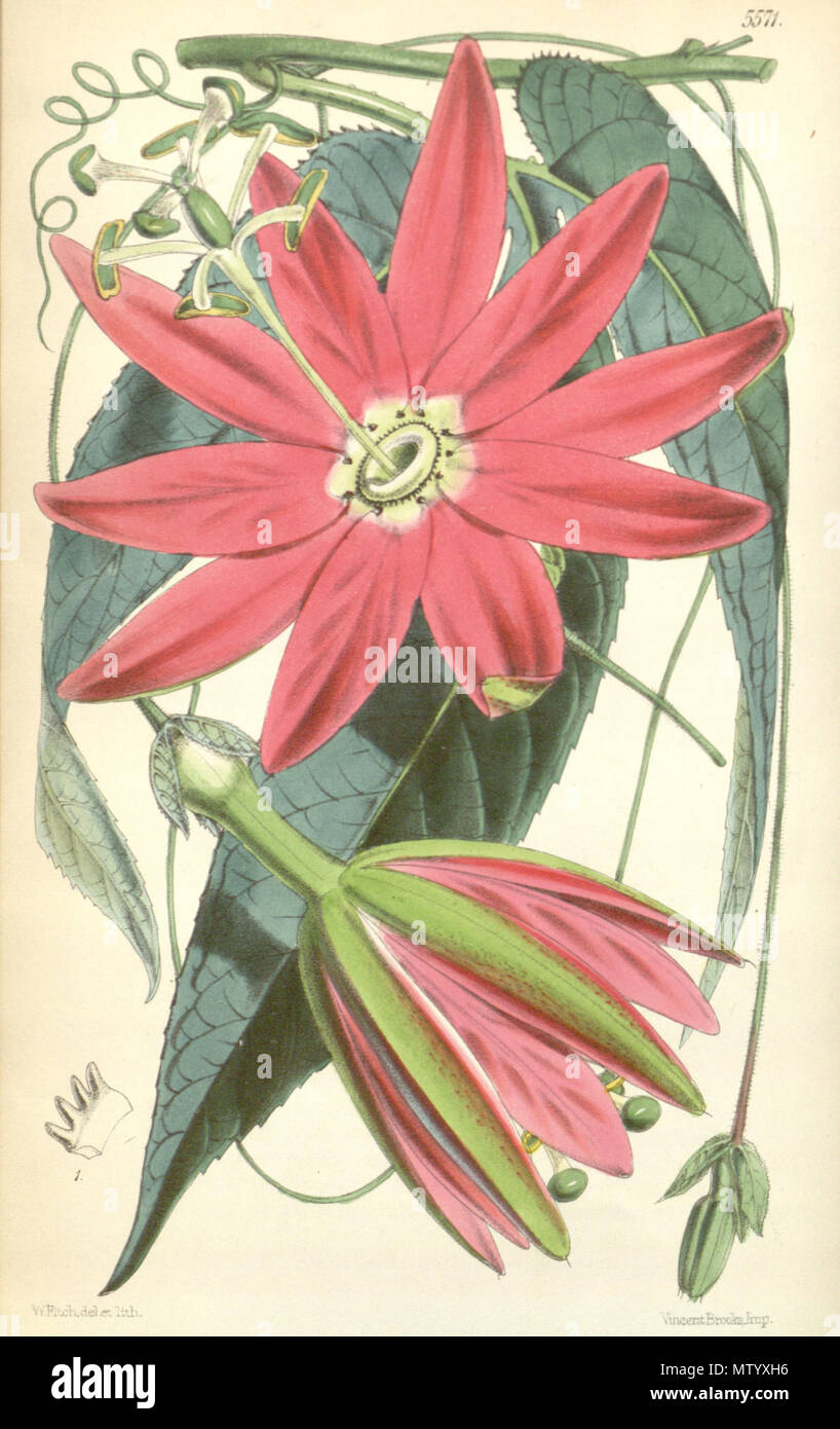 . Passiflora antioquiensis . 1866. Hooker f. 469 Passiflora antioquiensis (as Tacsonia van-volxemii) Bot. Mag. 92. t. 5571. 1866 Stock Photo