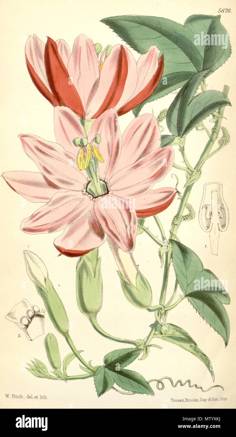 . Passiflora mixta . Curtis's Botanical Magazine 469 Passiflora mixta (as Tacsonia quitensis) 96.5876 Stock Photo