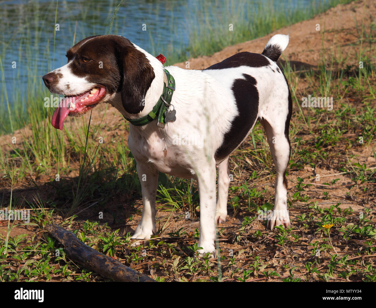 English Springer Spaniel Beagle Mix 2024 leadctr