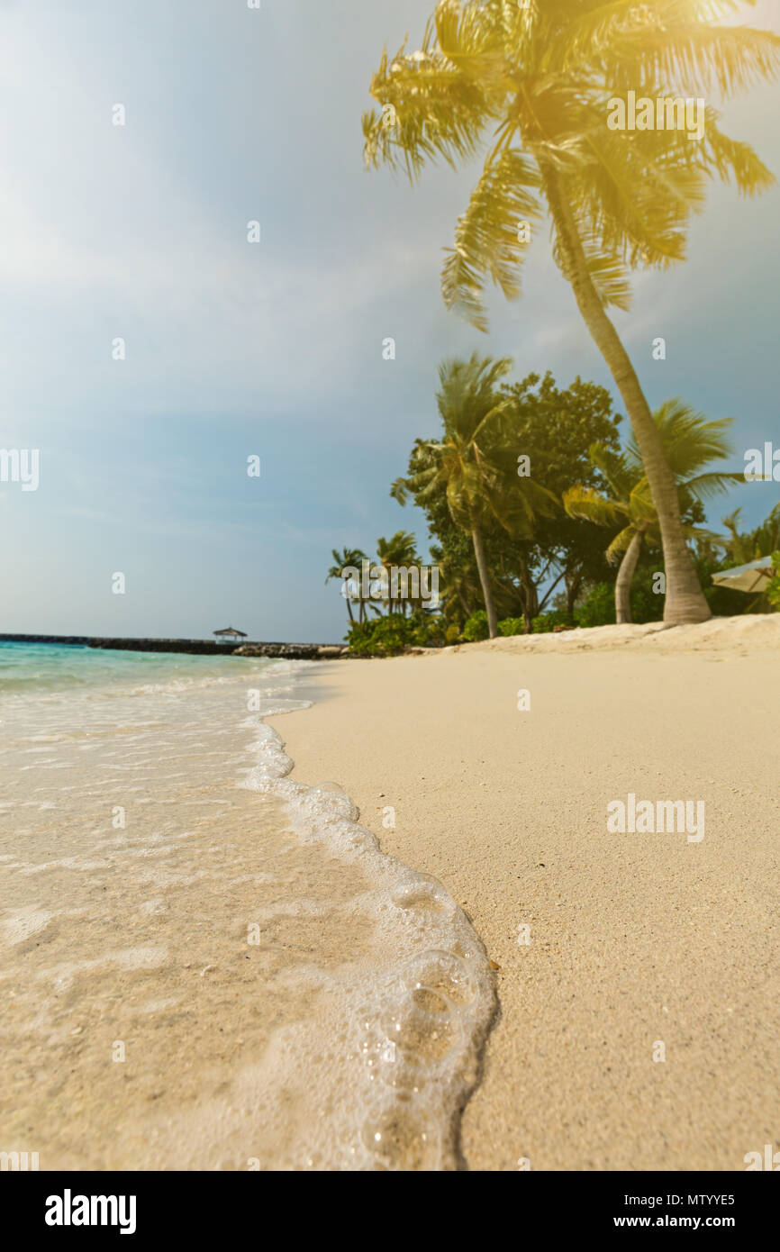 Palm trees on a tropical beach, Maldives Stock Photo Alamy