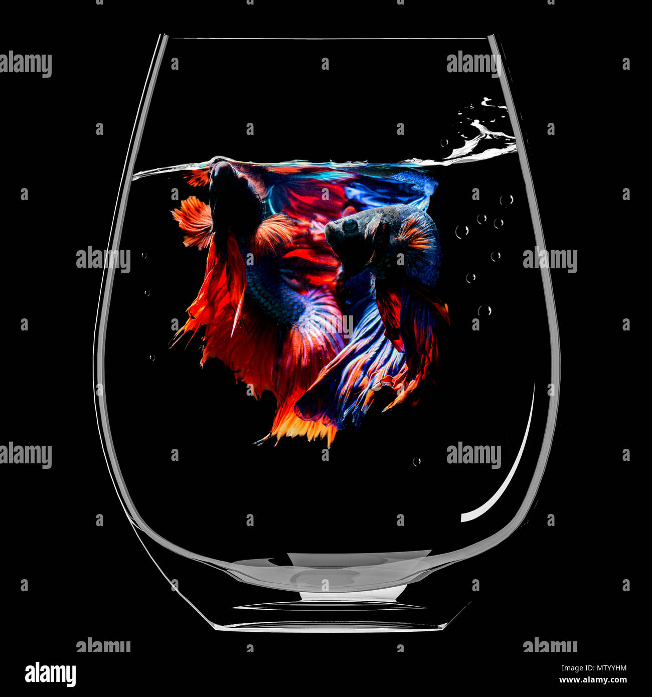 Two betta fish in a fish bowl Stock Photo Alamy