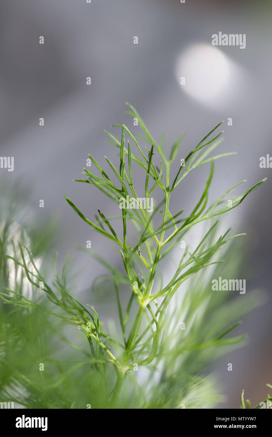 Dill plant herb hires stock photography and images Alamy