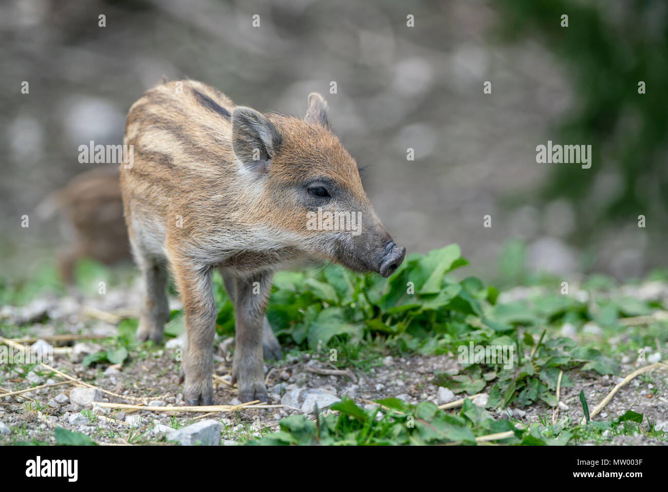 Wild Boar piglet, Austrian Alps, Grunau im Almtal, Gmunden, Austria Stock Photo