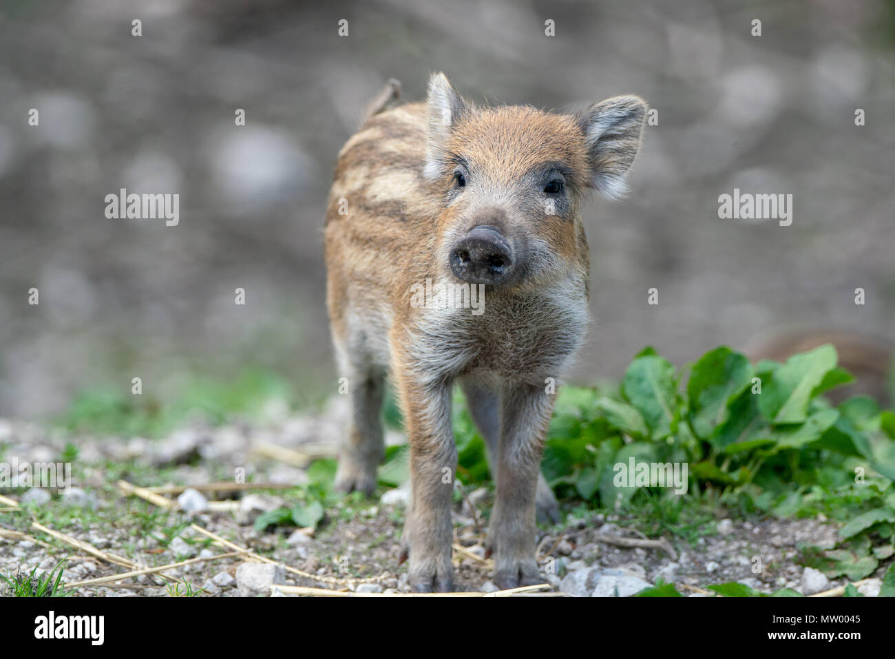 Wild Boar piglet, Austrian Alps, Grunau im Almtal, Gmunden, Austria Stock Photo