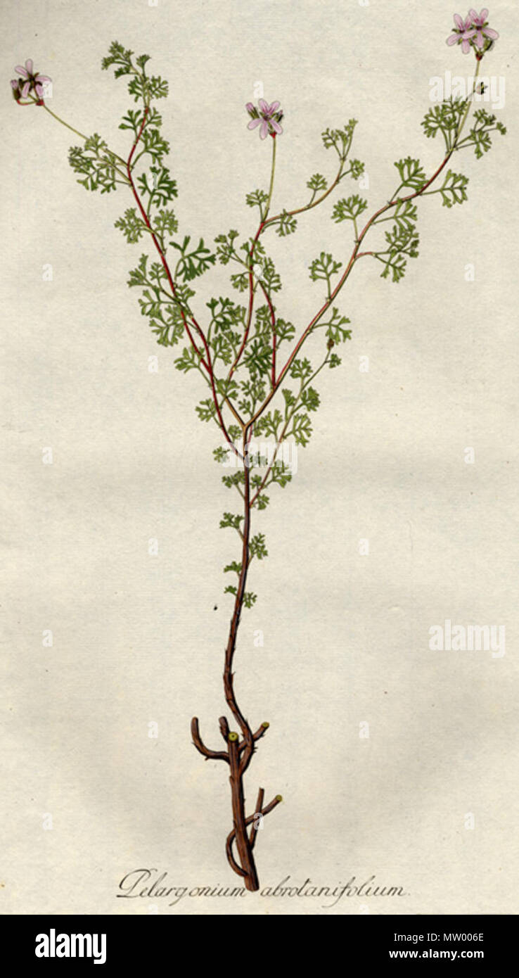 . English: Pelargonium abrotanifolium . 29 October 2011. Nicolao Josepho Jacquin 475 Pelargonium abrotanifolium D136 Stock Photo