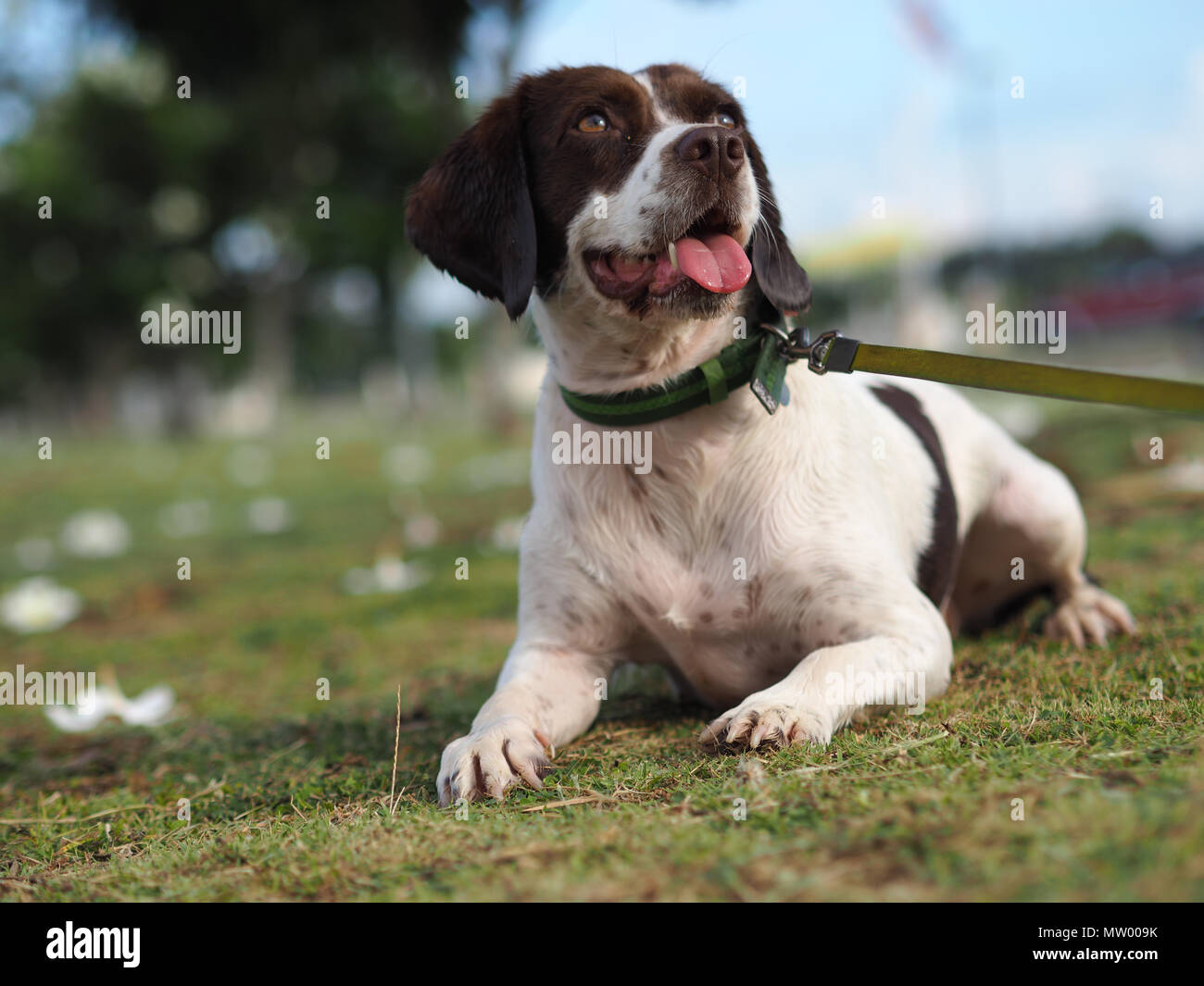 beagle springer spaniel mix puppies for sale