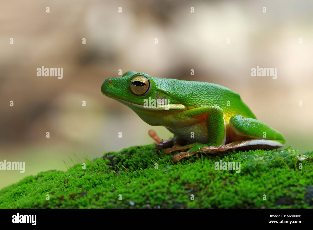 White-lipped tree frog on moss Stock Photo