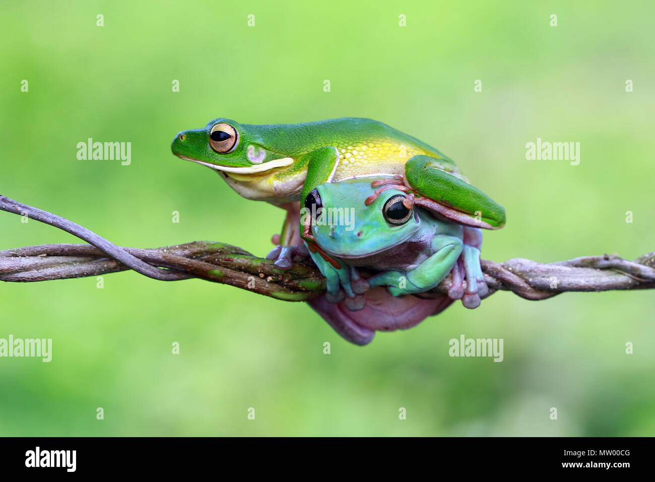 White-lipped tree frog and dumpy frog on top of each other on a branch ...