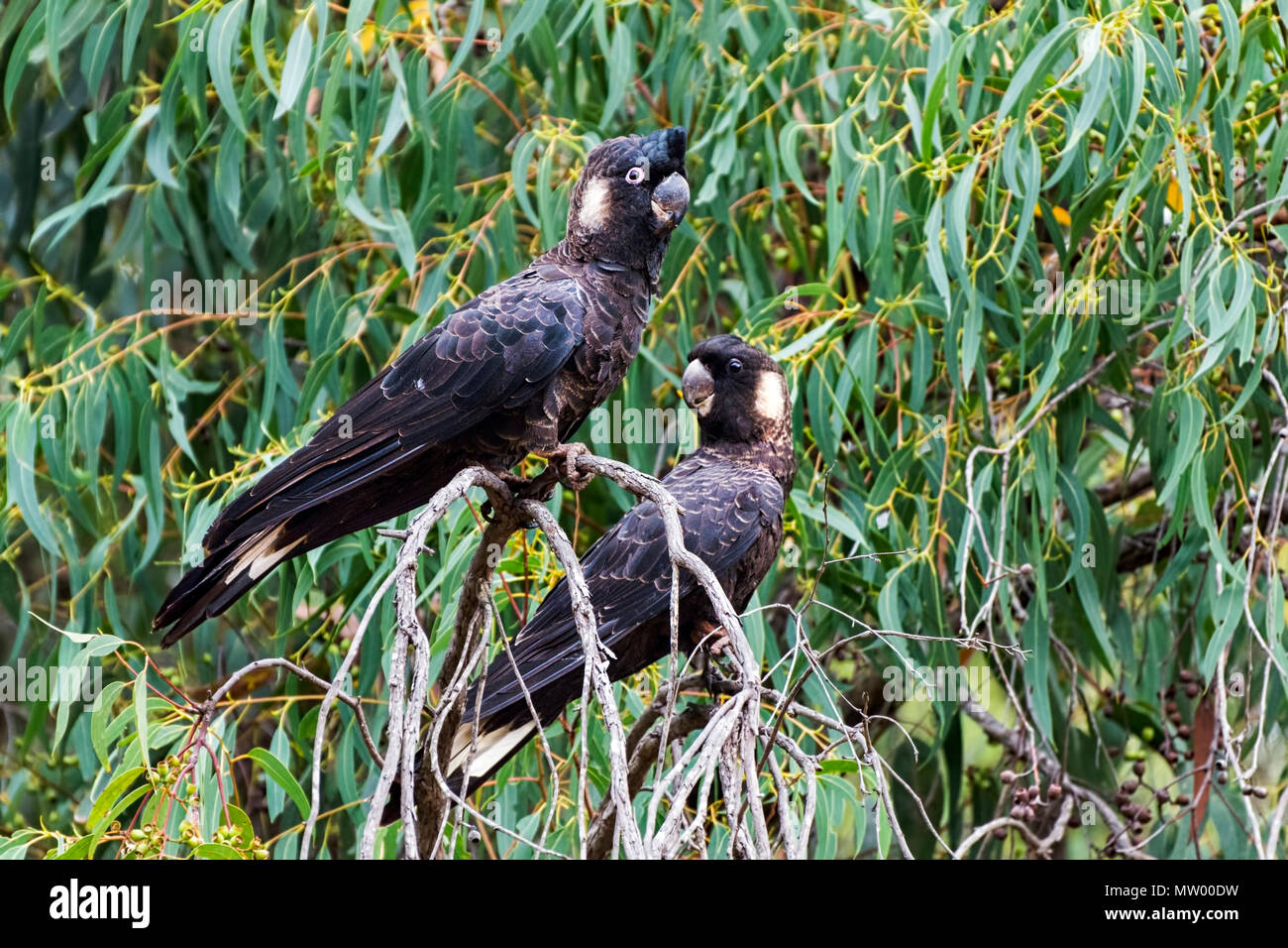 Two Shortbilled Black Cockatoos (Calyptorhynchus latirostris) on a
