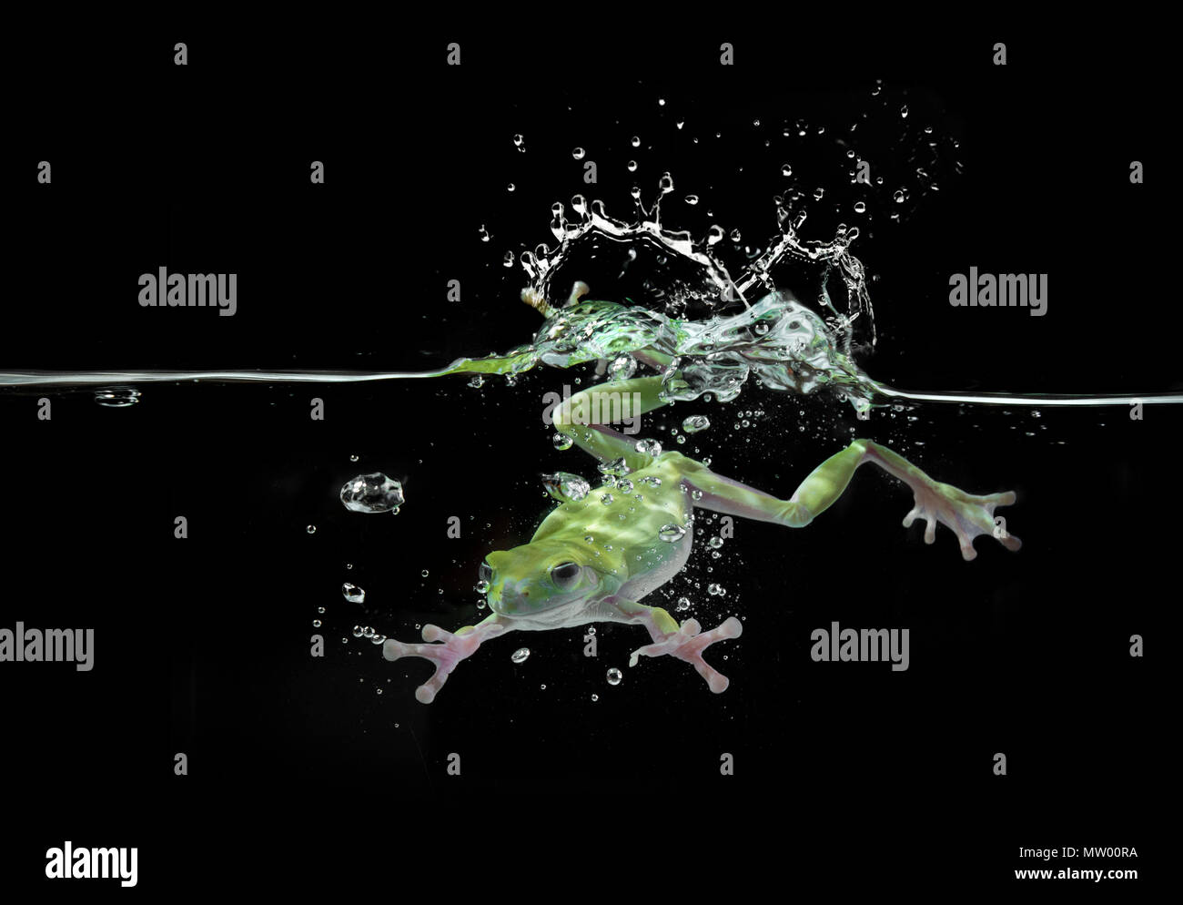 Frog diving underwater, Batam, Kepulauan Riau, Indonesia Stock Photo