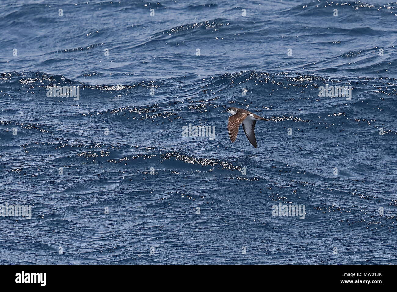 Boyd's Shearwater (Puffinus lherminieri boydi) adult in flight  Cape Verde, Atlantic Ocean             May Stock Photo