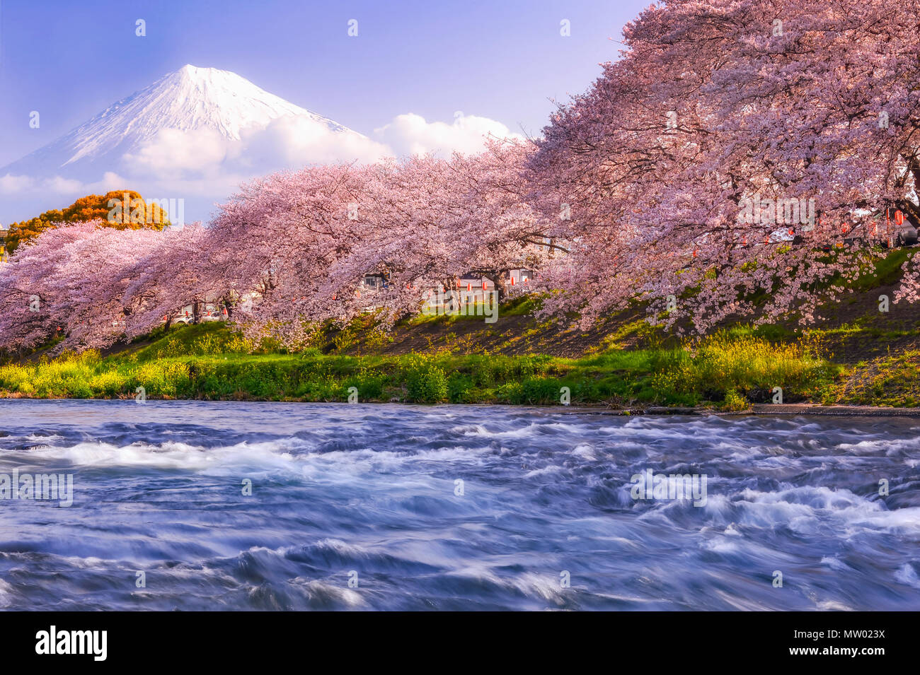 Cherry Blossom Photos, Download The BEST Free Cherry Blossom Stock