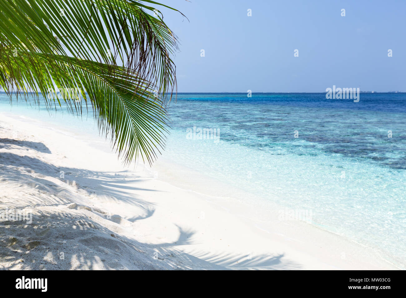 Palm tree on a tropical beach, Maldives Stock Photo Alamy