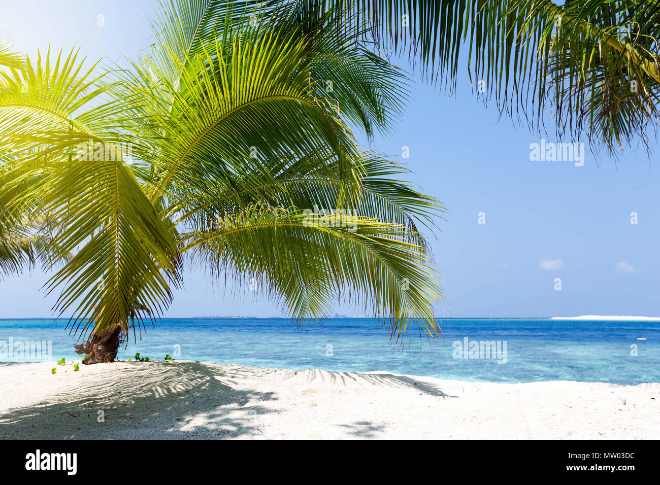 Palm tree on a tropical beach, Maldives Stock Photo Alamy