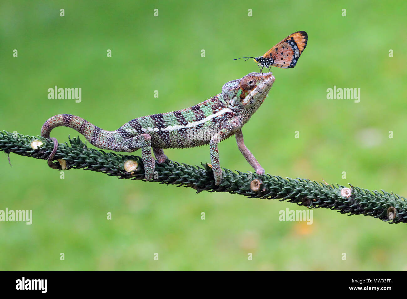 Butterfly on a Chameleon's head Stock Photo