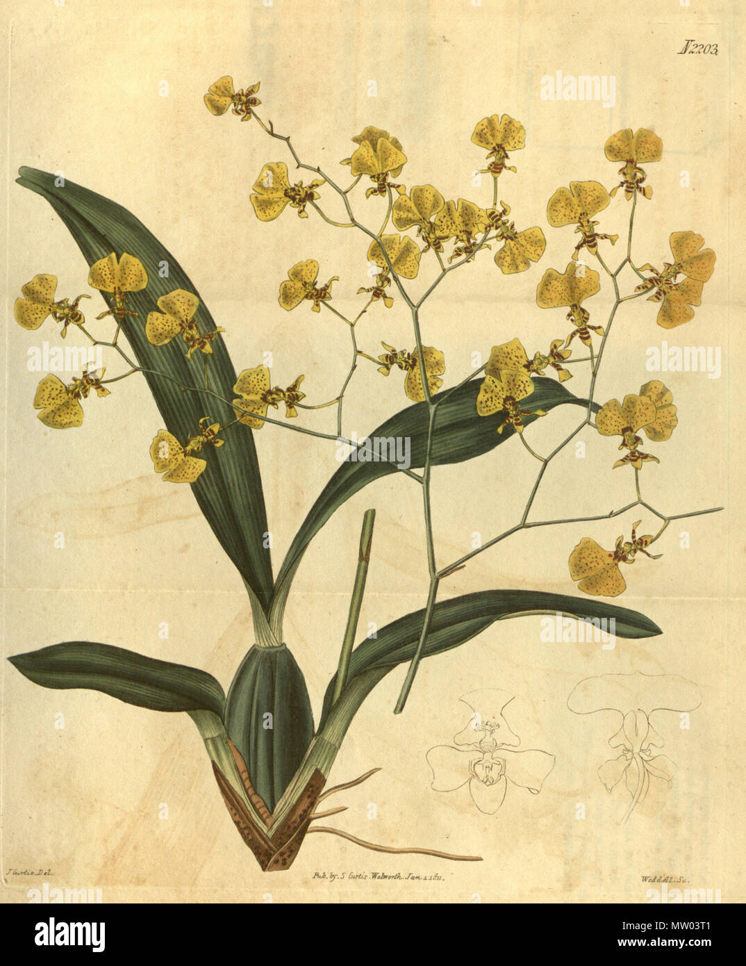 . Illustration of Oncidium flexuosum . 1821. J. Curtis del., Weddel sc. 456 Oncidium flexuosum-Curtis' 48-2203 (1821) Stock Photo