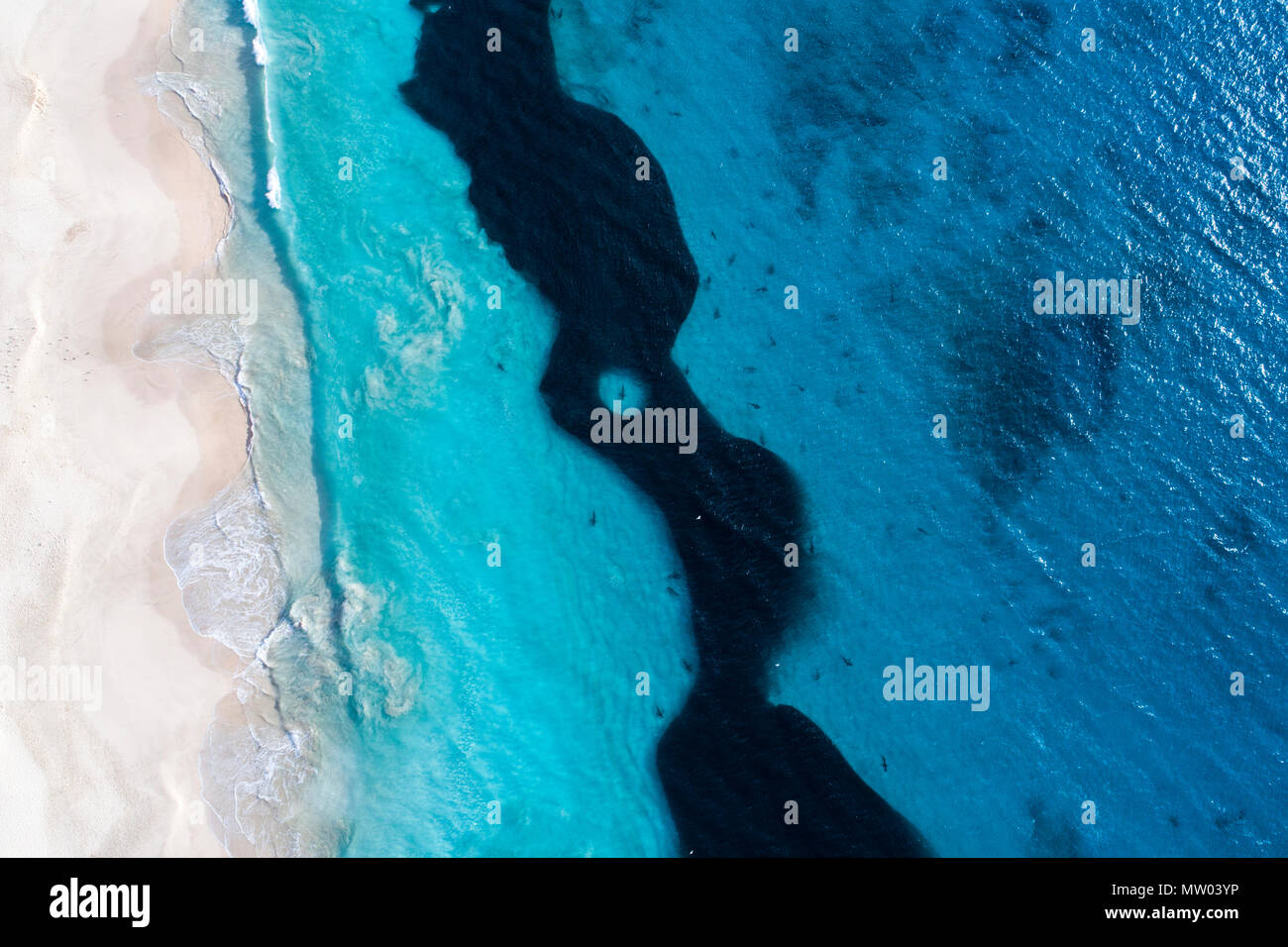 Aerial view of sharks feeding on a bait ball, Carnarvon, Western Australia, Australia Stock Photo