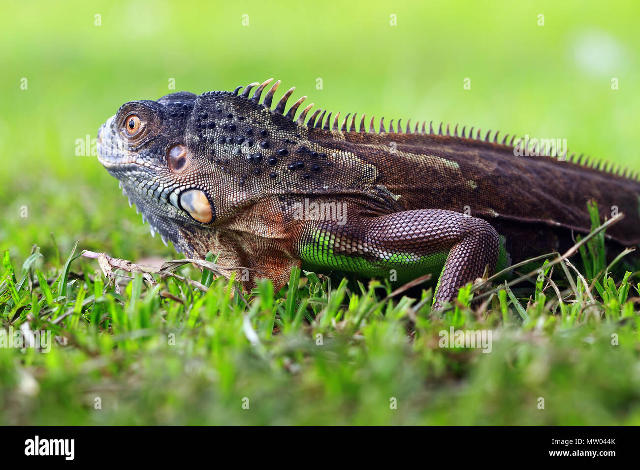 Portrait of an iguana Stock Photo - Alamy